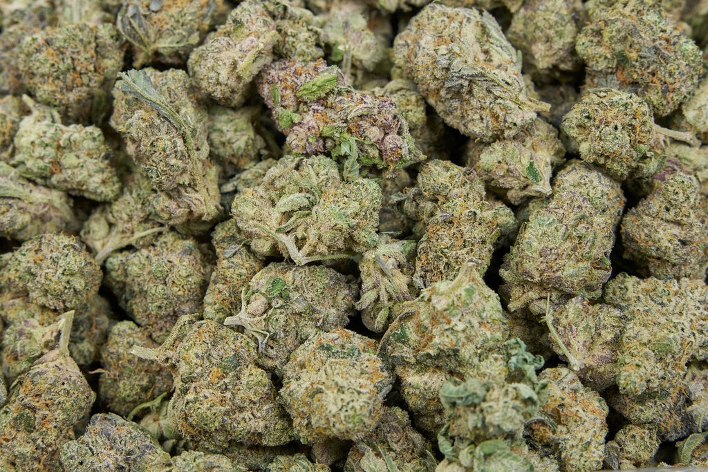 Gascotti Indoor