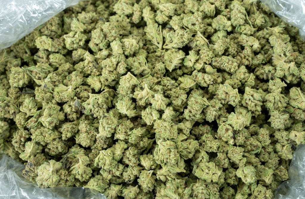 Ghost Train Haze Smalls