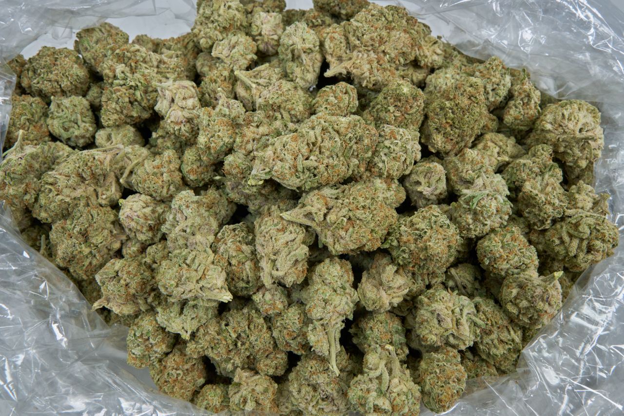 Kush Mintz Indoor