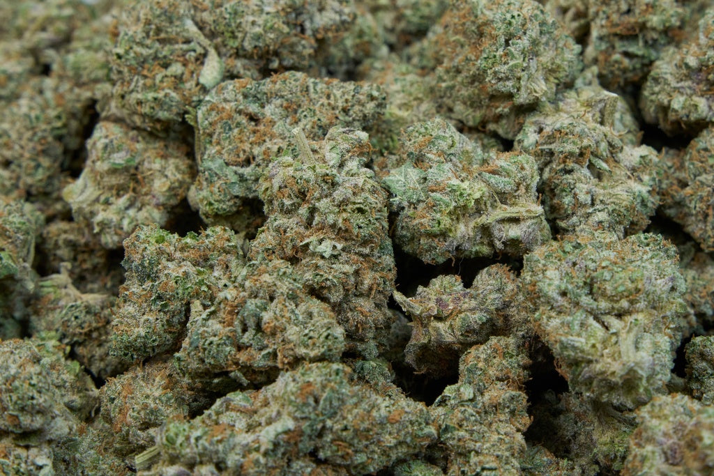 Starburst Indoor
