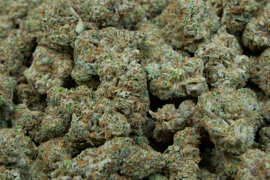Starburst Indoor