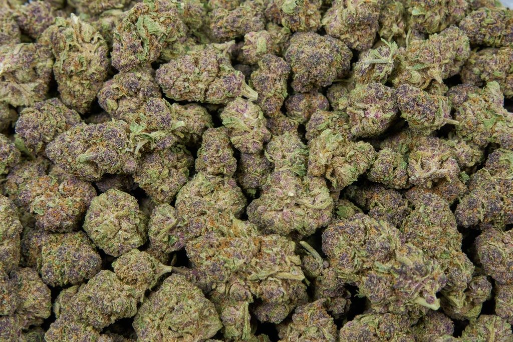 Tropicana Gelato