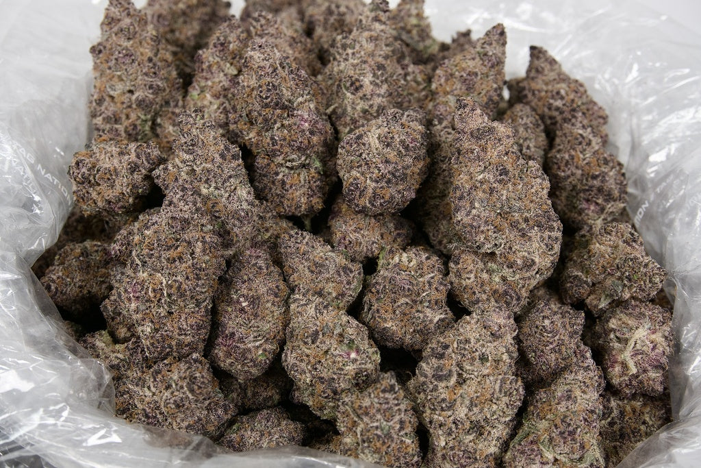 Blockberry Indoor
