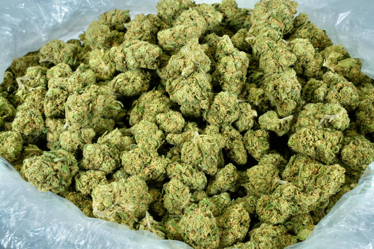 Blue Dream Pie Indoor