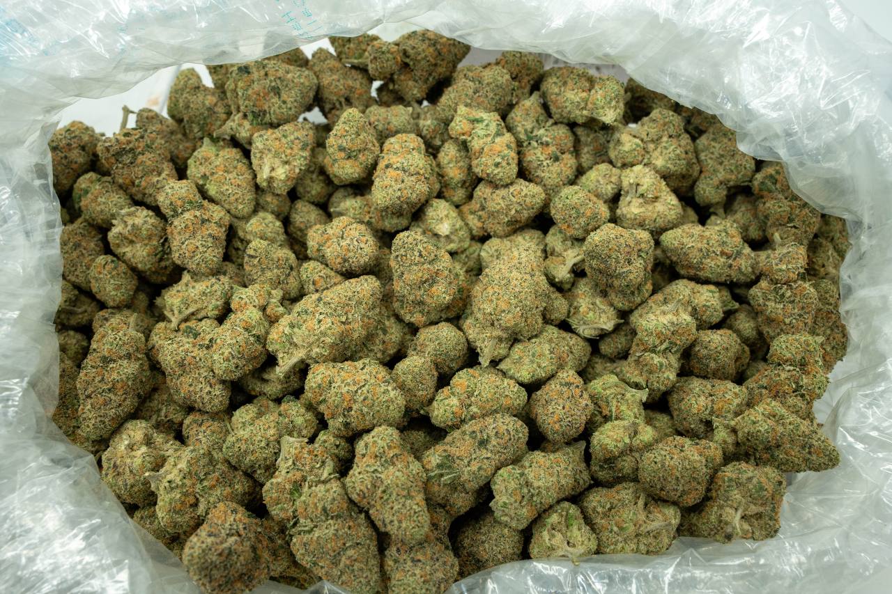Cereal Milk Indoor