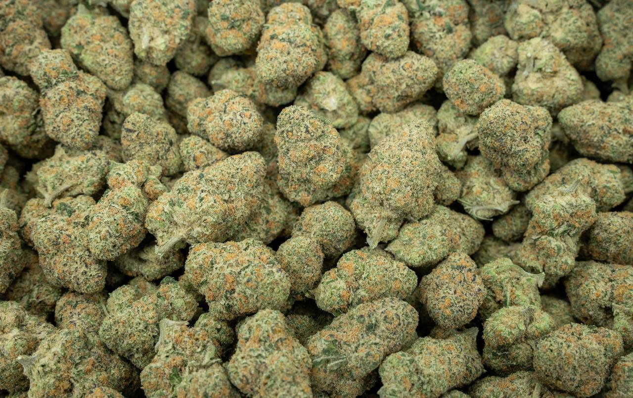 Cereal Milk Indoor