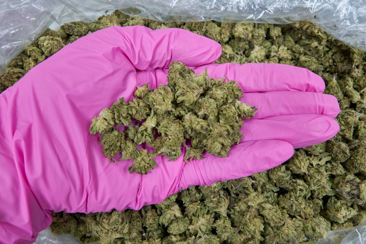 Gmo Cookies  - Smalls