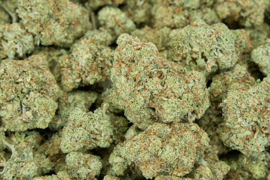 Mr. Nasty Indoor