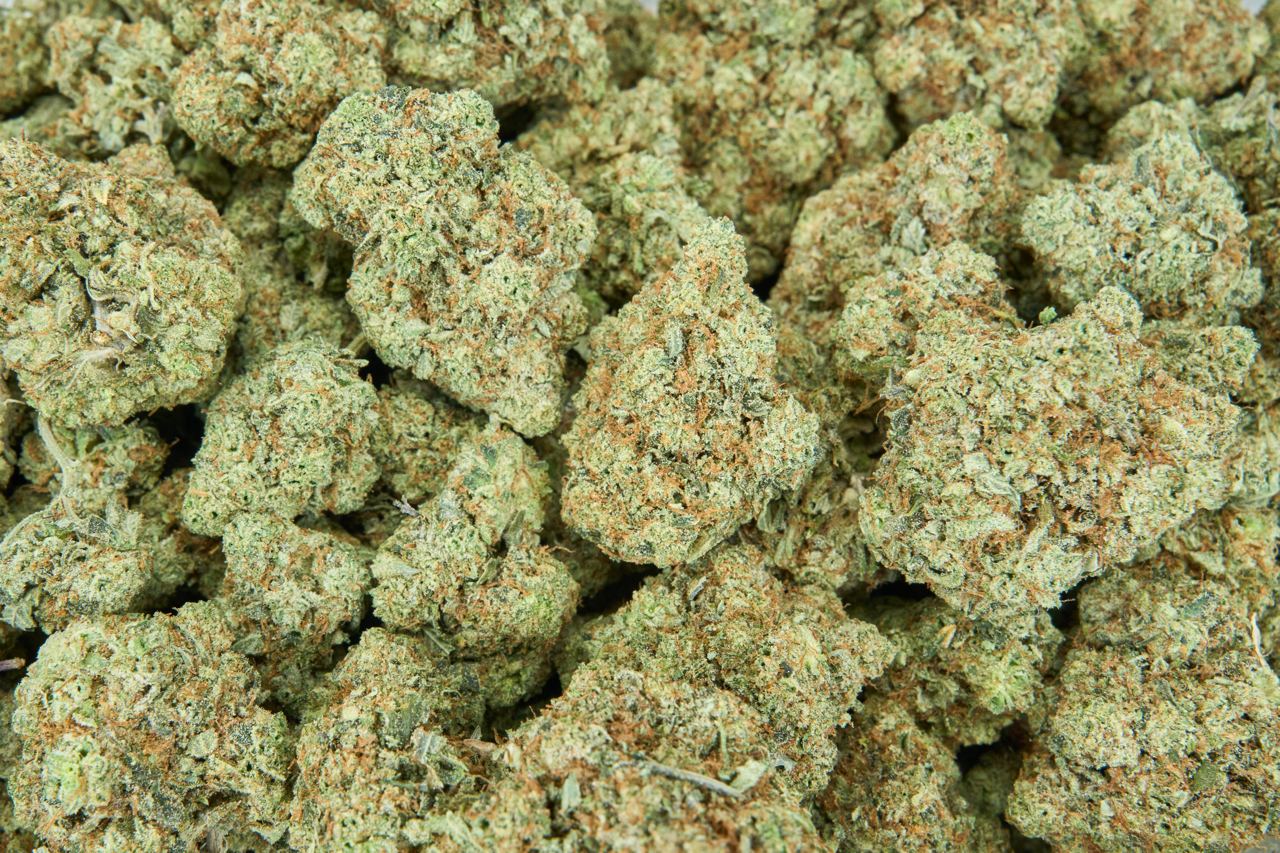 Mr. Nasty Indoor