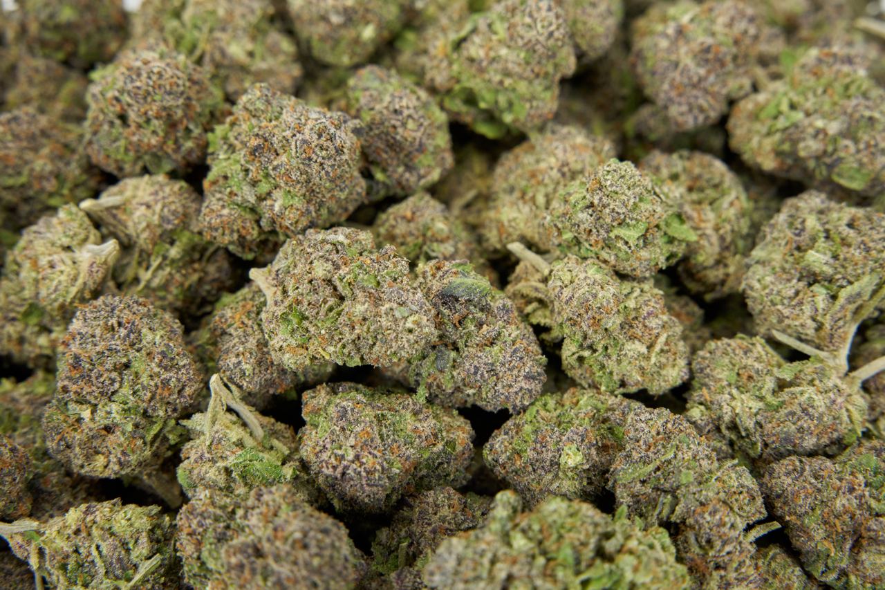 Venom Og Indoor