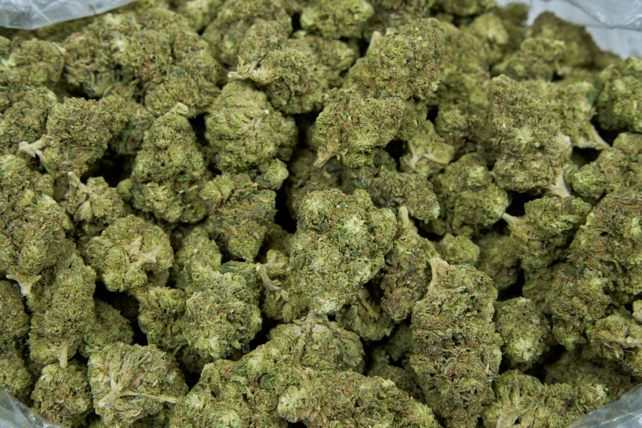 Og Kush