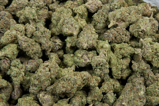 Apple Fritter Indoor