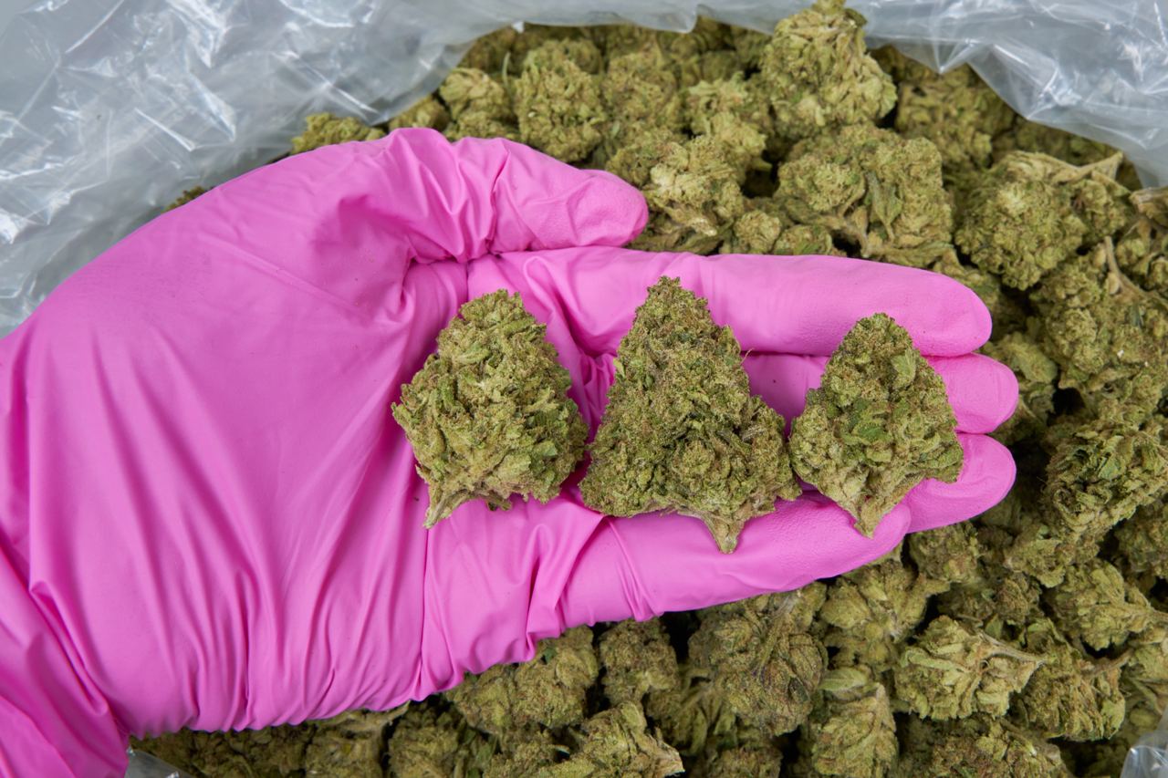 Lime Skunk  - Indoor