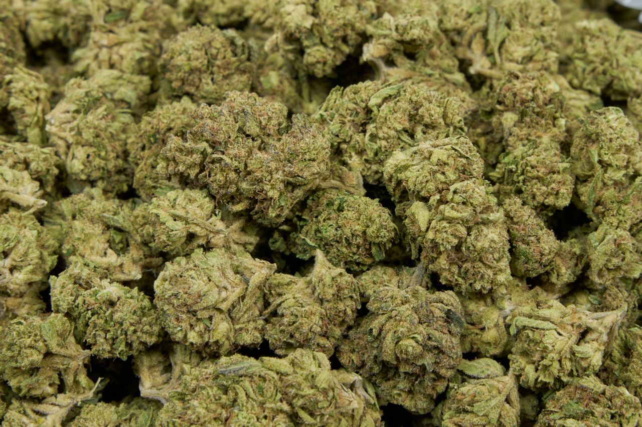 Lime Skunk  - Indoor