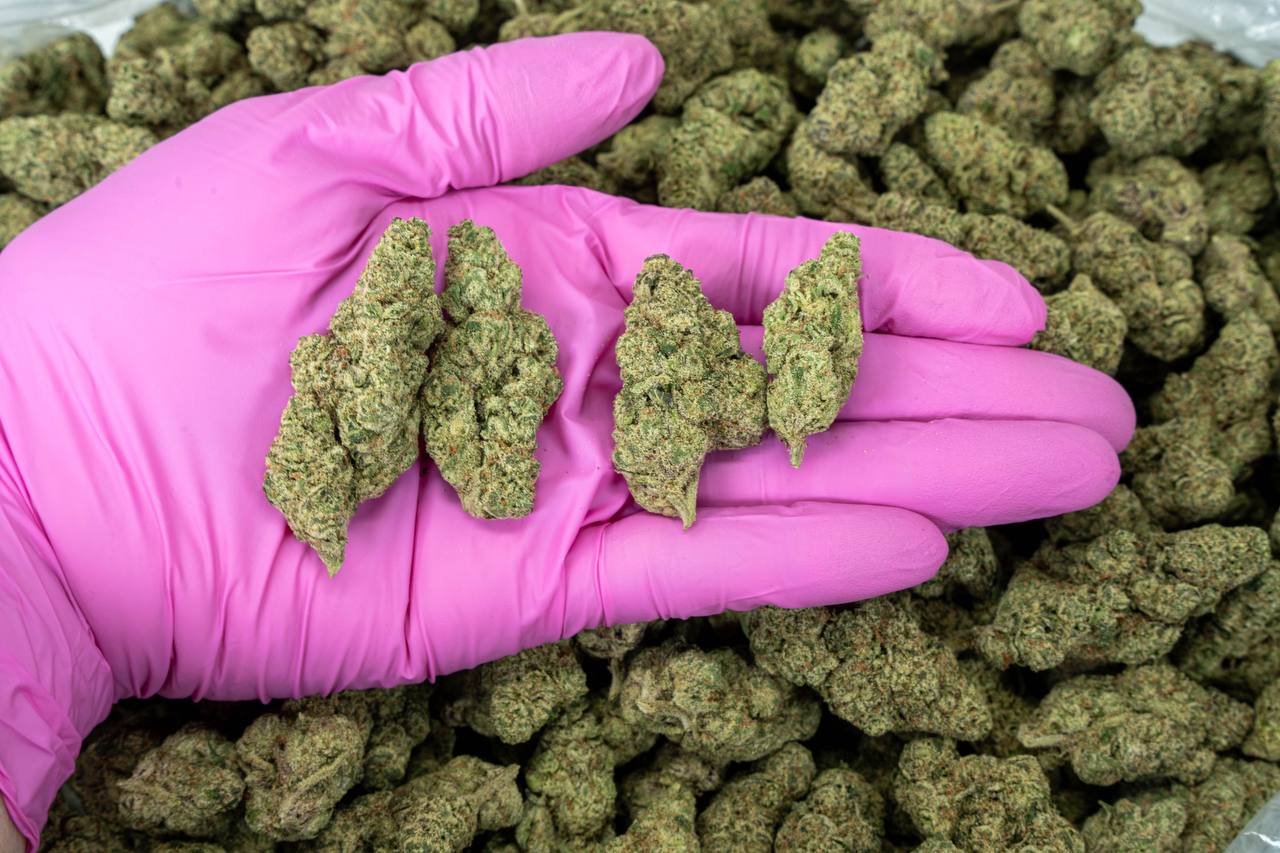 Gmo Cookies  - Indoor