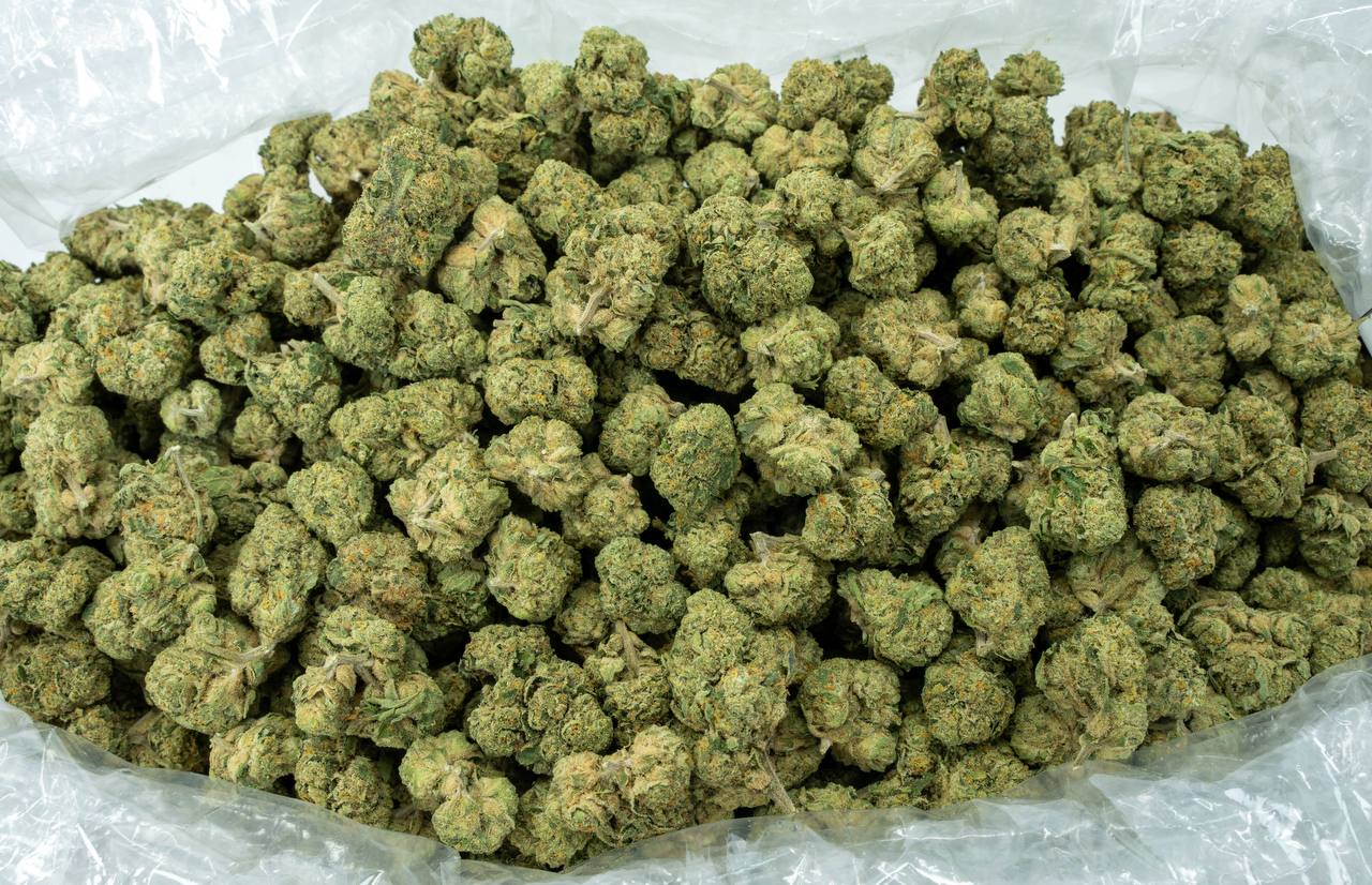 Mimosa