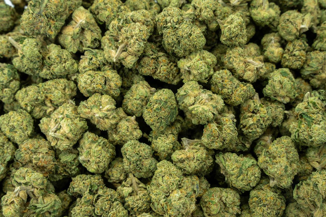 Mimosa