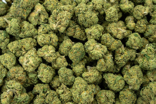 Mimosa