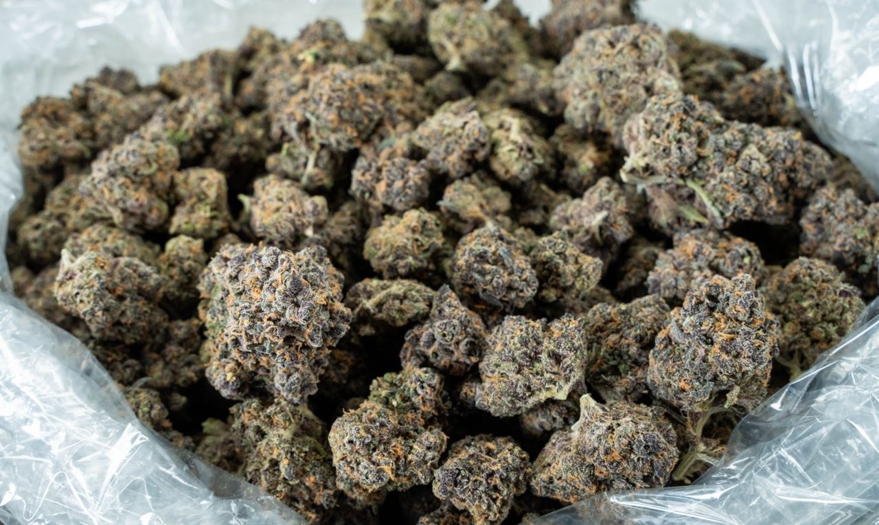 Night Queen Indoor