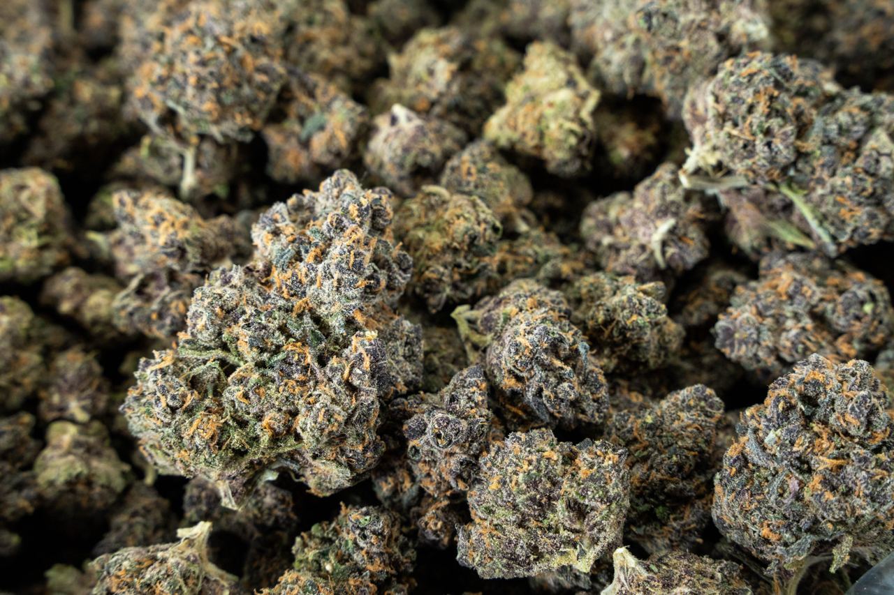 Night Queen Indoor