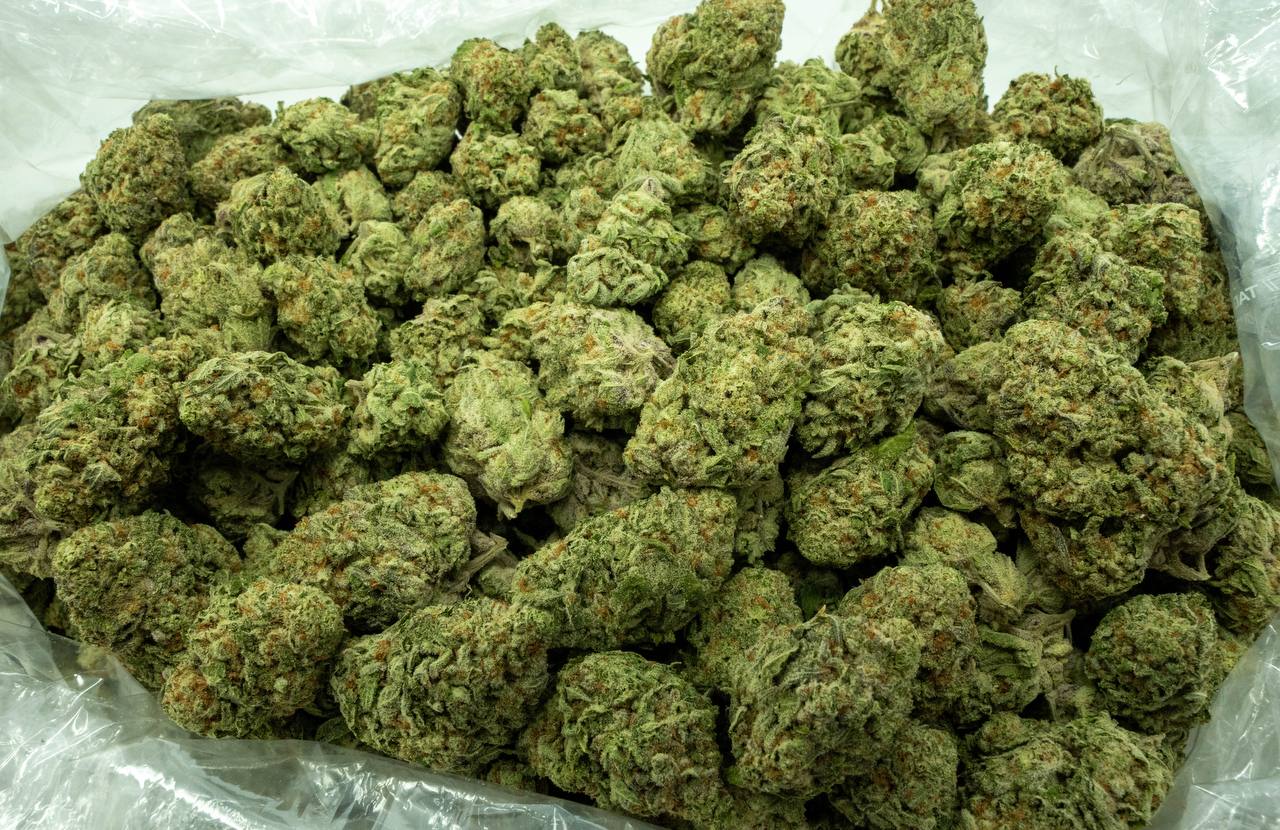 Orange Creamsicle Indoor