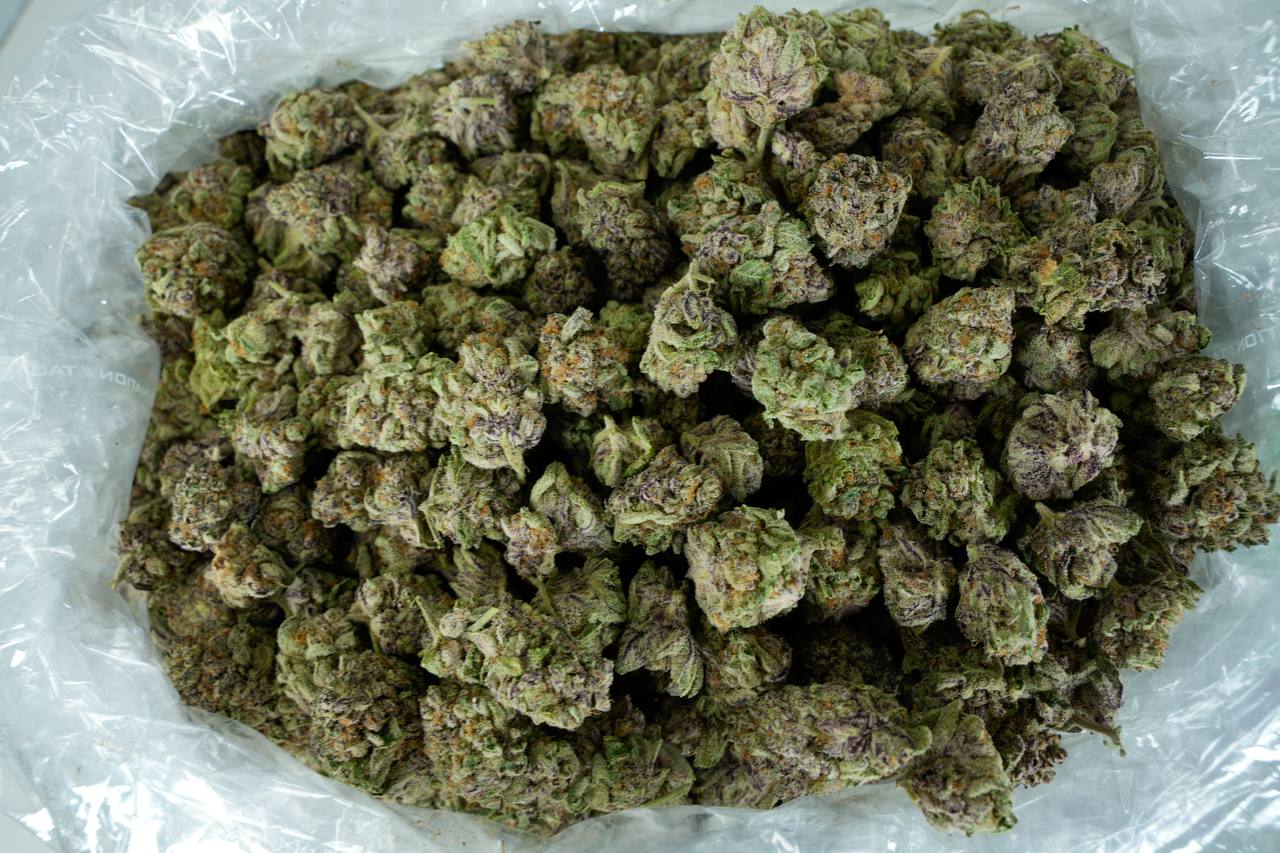 Purple Punch - Indoor