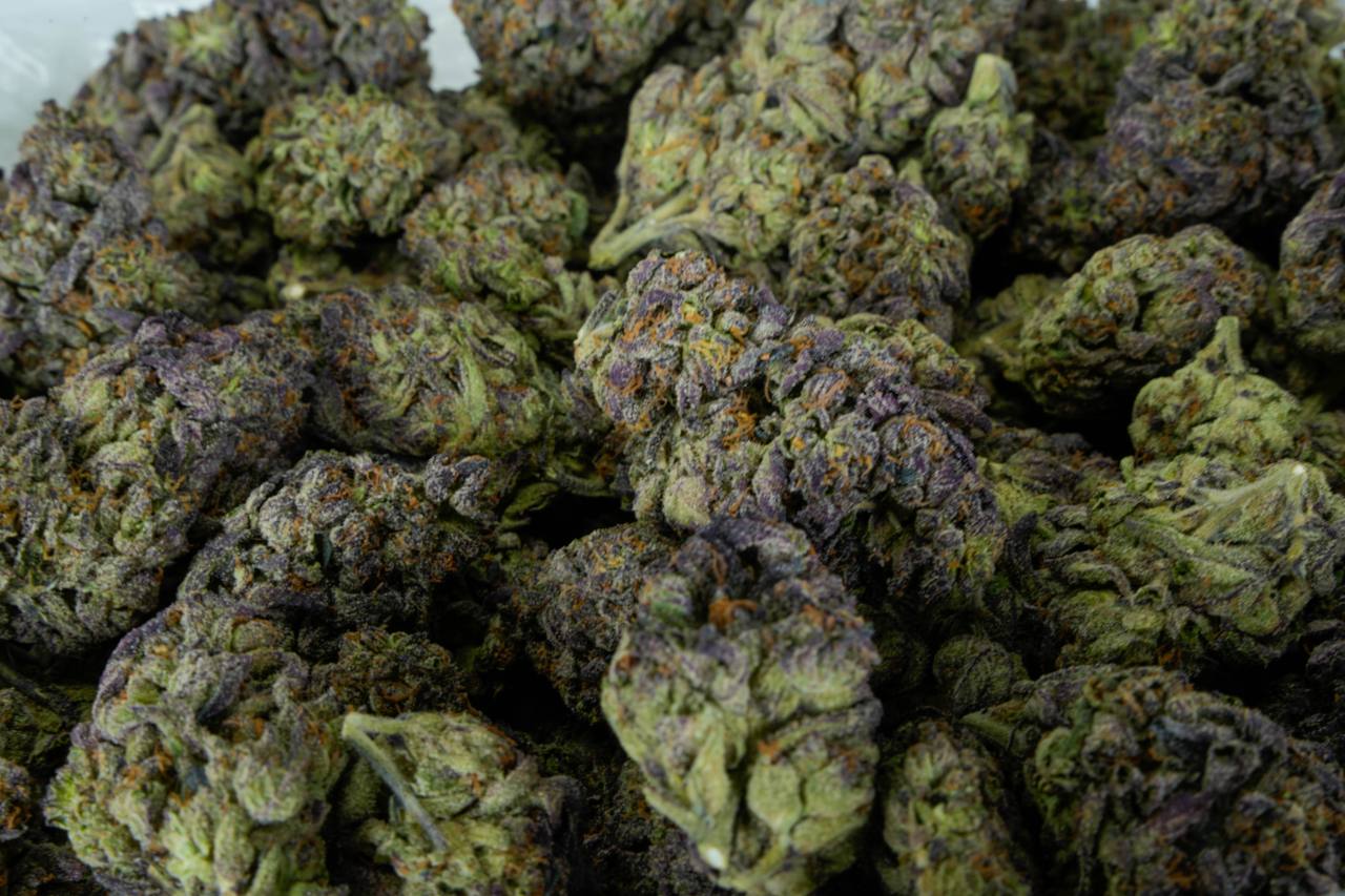 Purple Cream  - Indoor