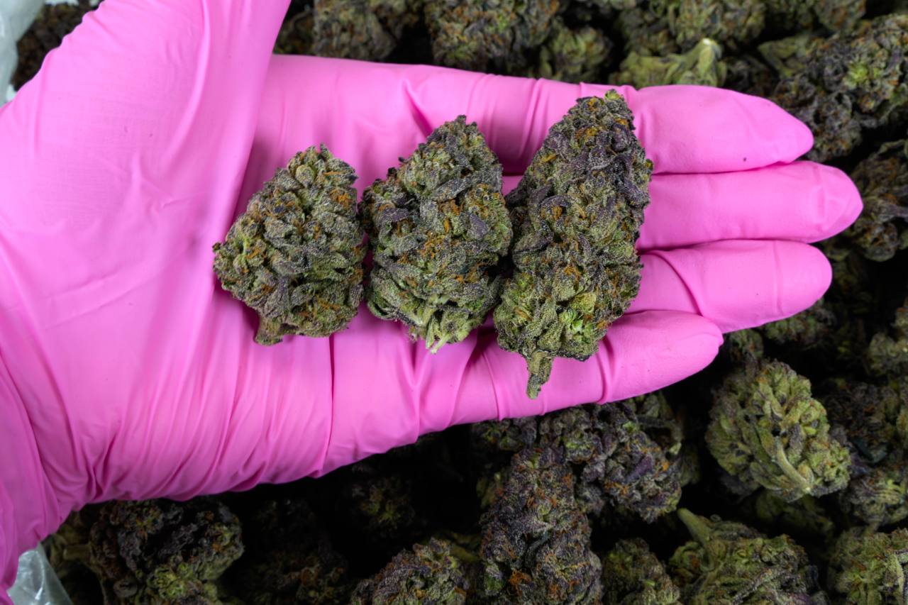 Purple Cream  - Indoor