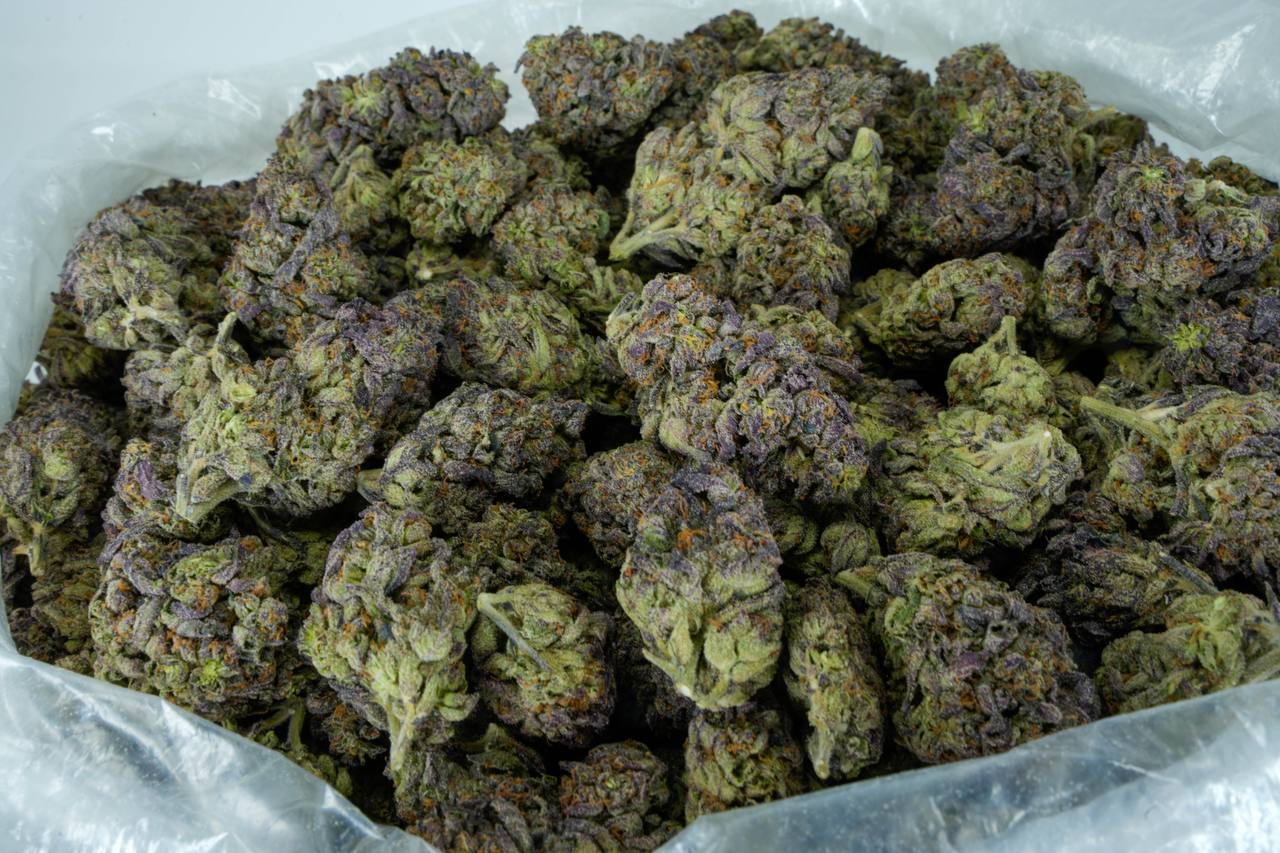Purple Cream  - Indoor