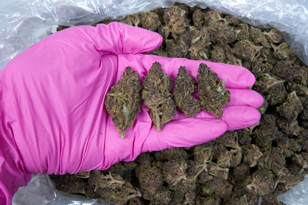 Purple Punch