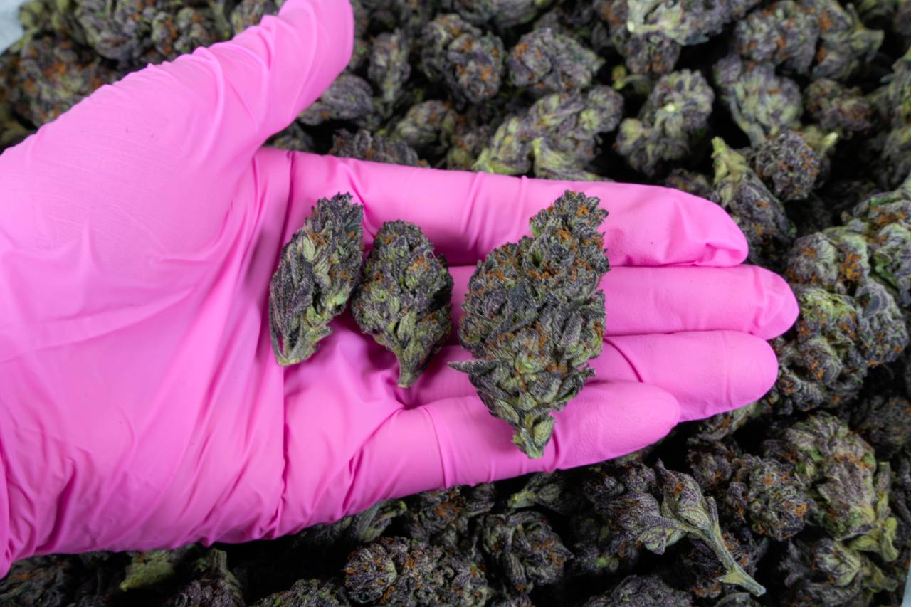 Purple Urkle