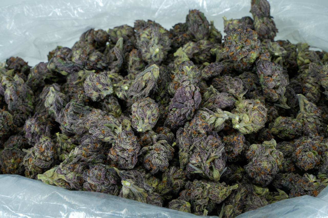Purple Urkle