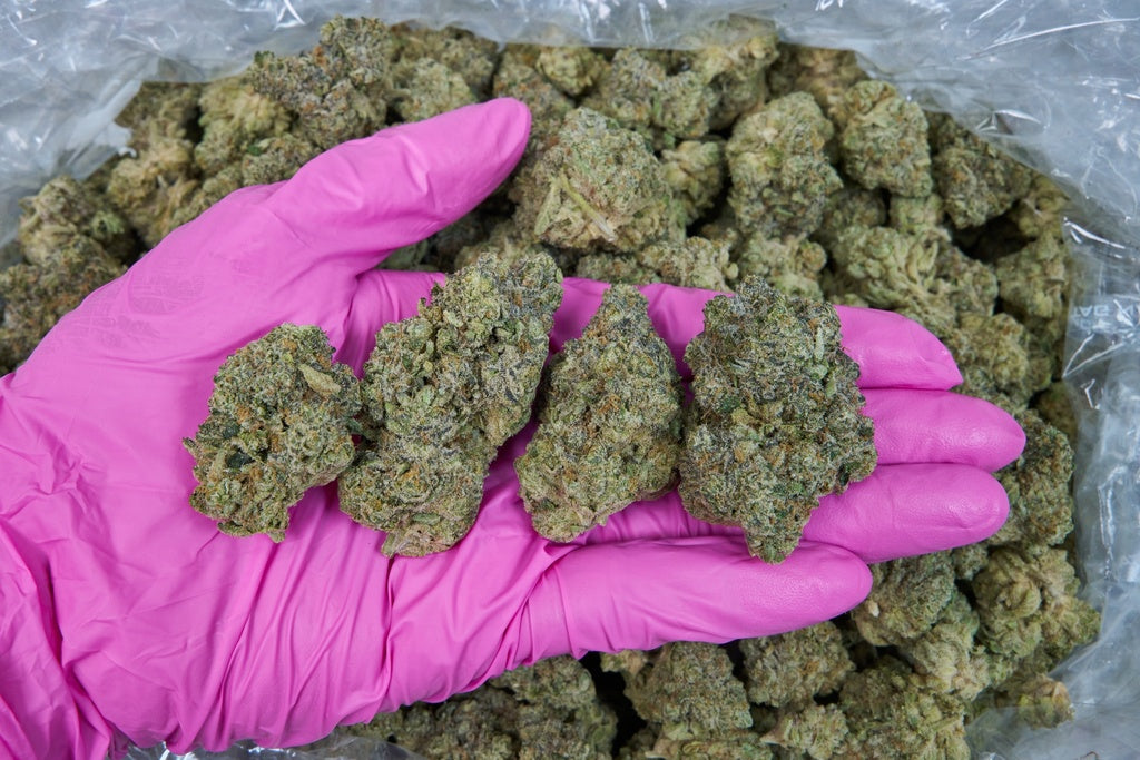 Sherbet Indoor