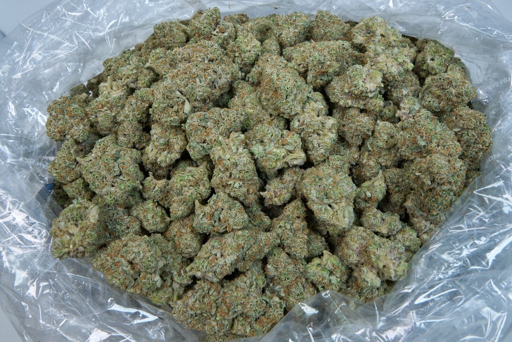 Starburst Indoor
