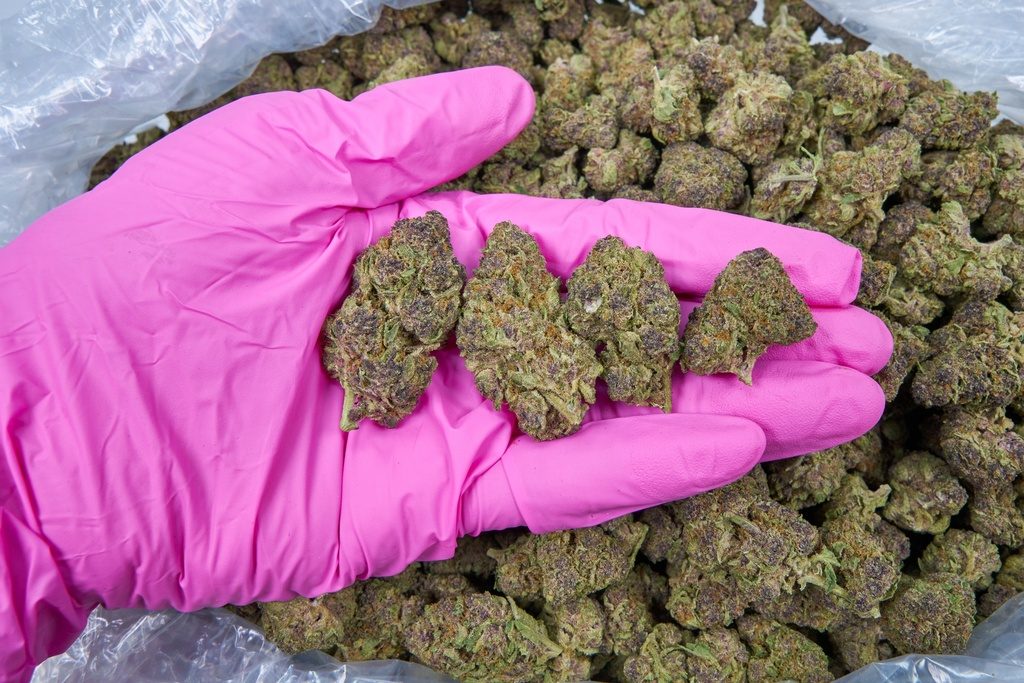 Tropicana Gelato